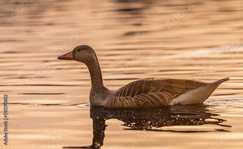 Graugans Schwimmt Auf See Bei Sonnenuntergang