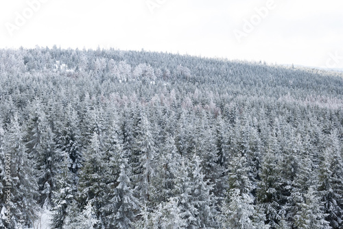 snow covered trees - Harz Mountains