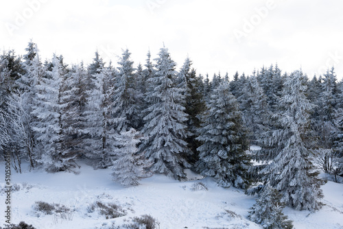 snow covered trees - Harz Mountains