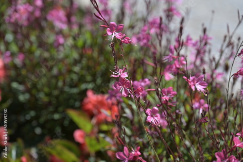 Fiori
