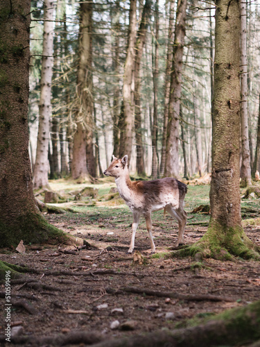 deer in the forest © Samuel