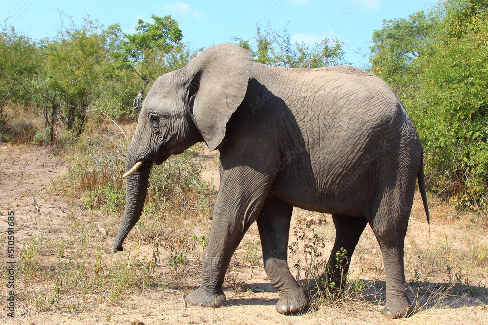 Fototapeta premium Afrikanischer Elefant / African elephant / Loxodonta africana