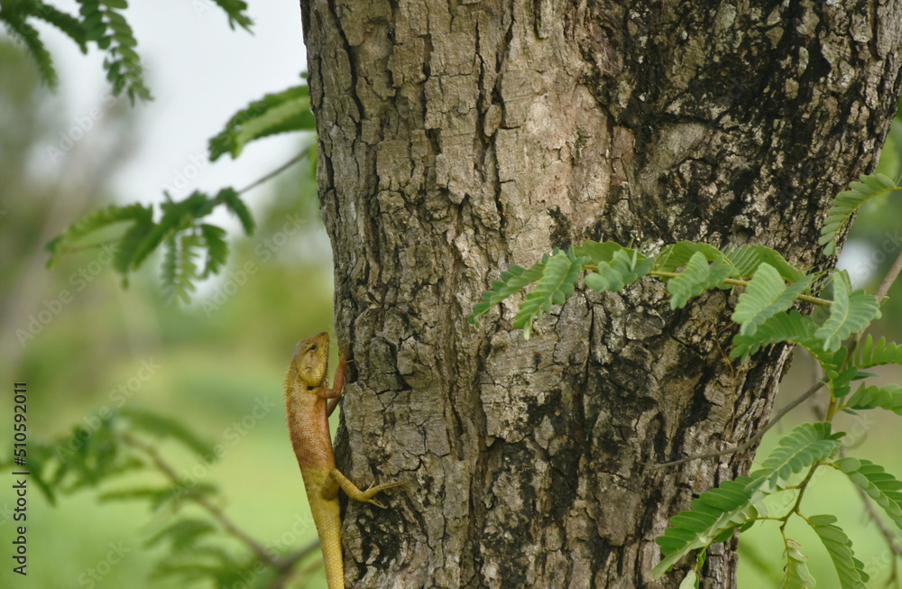 Fototapeta premium chameleon hanging on tamarind tree in garden
