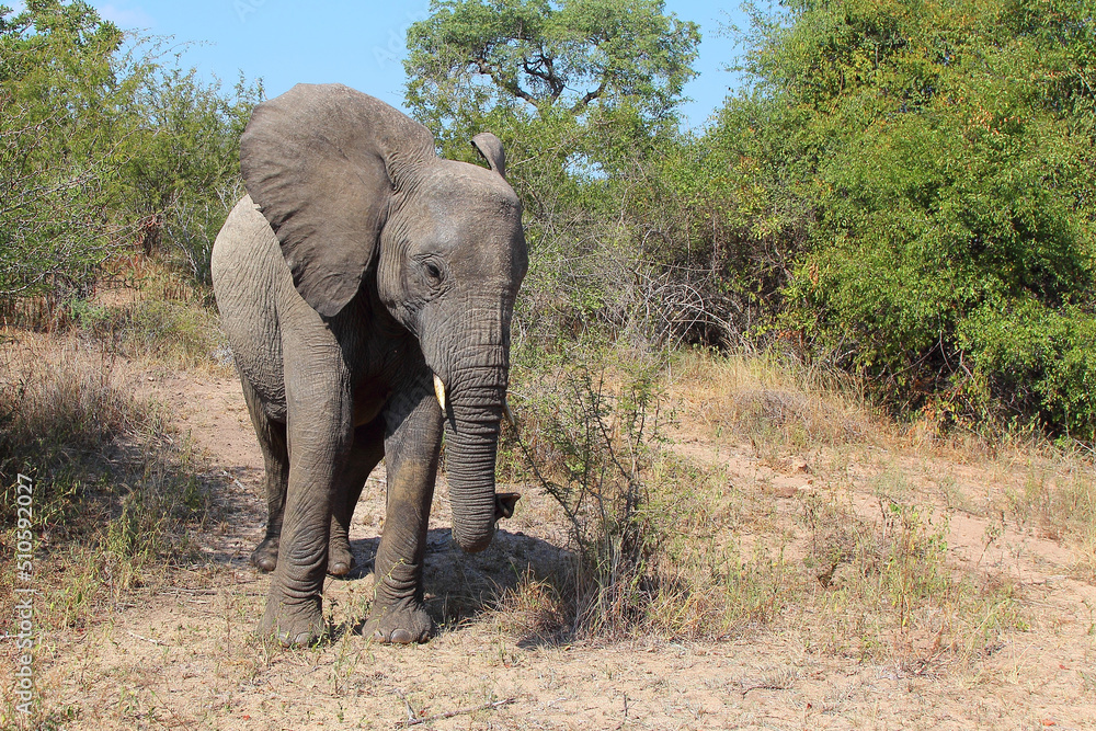 Fototapeta premium Afrikanischer Elefant / African elephant / Loxodonta africana