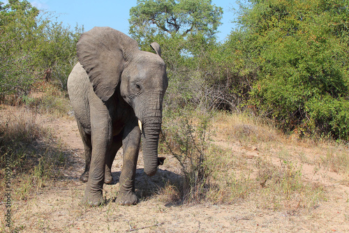 Afrikanischer Elefant   African elephant   Loxodonta africana