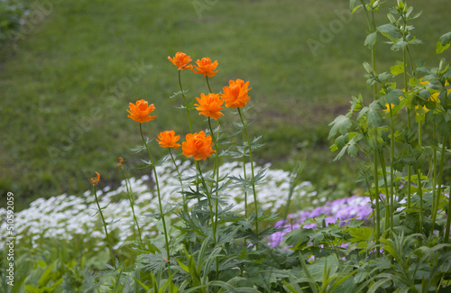 flowers in the field