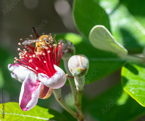 bee on feijoa flower 3