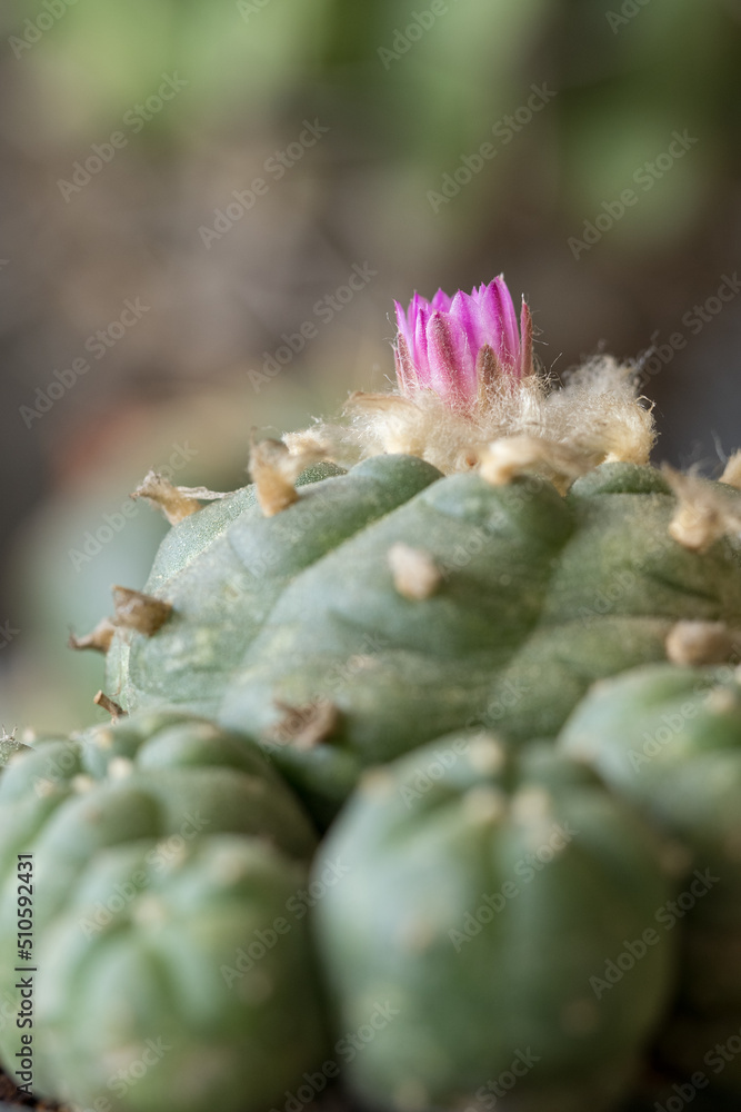 Purple flower on a cactus in detail. Purple flower on a cactus in detail.
