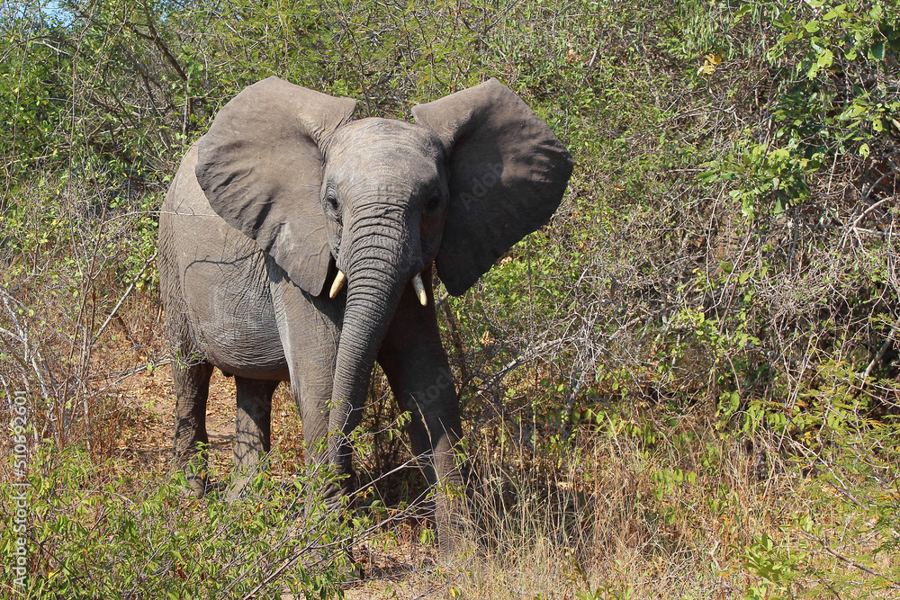 Obraz premium Afrikanischer Elefant / African elephant / Loxodonta africana