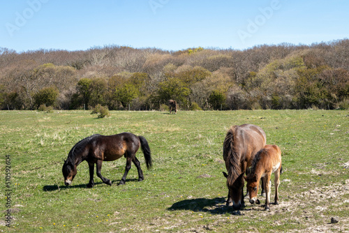 Wallpaper Mural horses grazing in a field Torontodigital.ca
