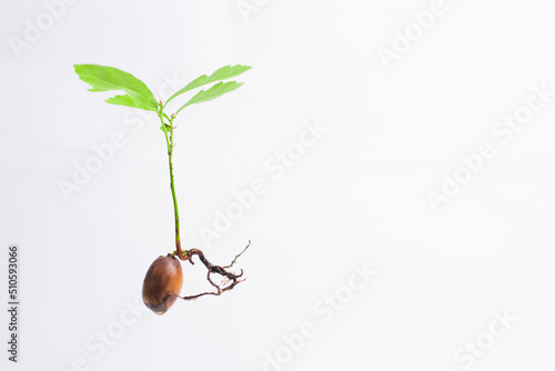 oak sprout