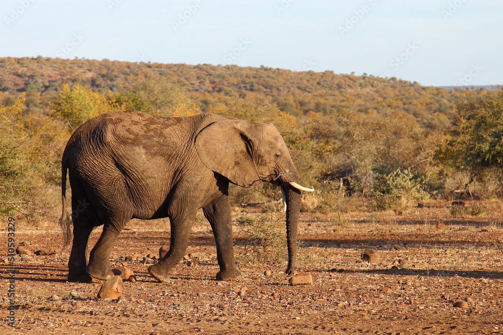 Fototapeta premium Afrikanischer Elefant / African elephant / Loxodonta africana