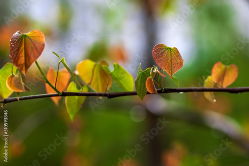 close-up of backlit red and green leaves with water drops.. Photographer Derek Broussard photo