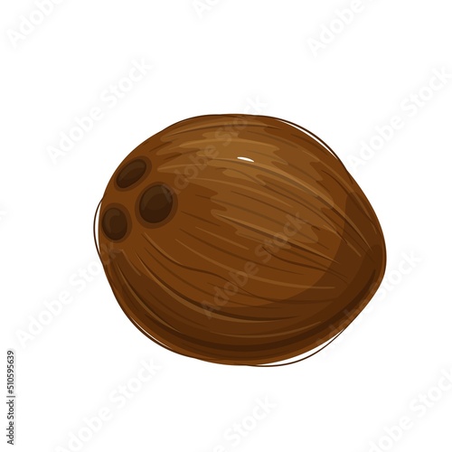 Whole Coconut vector illustration