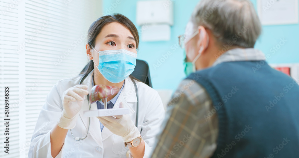 doctor explain liver model doctor explain liver model