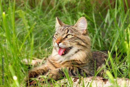 Cat languishes in the heat lying on the ground with its tongue out. Tabby domestic cat on a walk outdoors. The cat is sitting in green grass with open mouth. Walk with a pet cat summer heat. 4K video