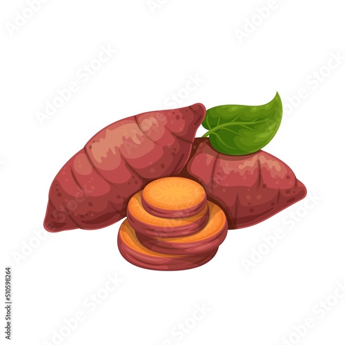 Whole batat or yam and cut circles. Vector illustration of vegetable sweet potatoes.