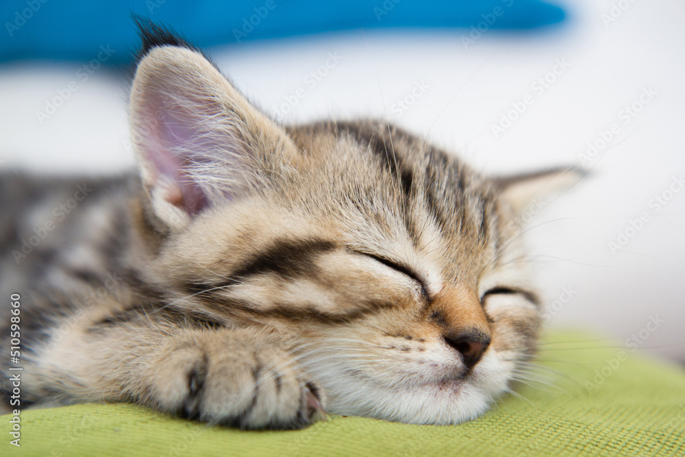 Naklejka premium portrait of a cat