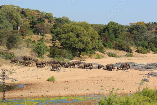 Afrikanischer Elefant im Timbavati River/ African elephant in Timbavati River / Loxodonta africana.