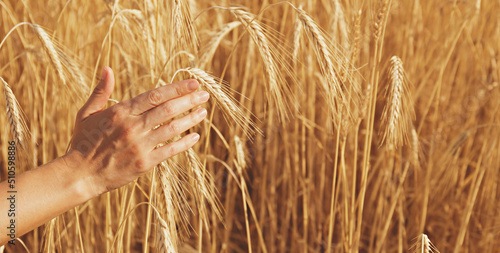 Fototapeta Female farmer in a process quality control on a wheat field, checking the spikelets