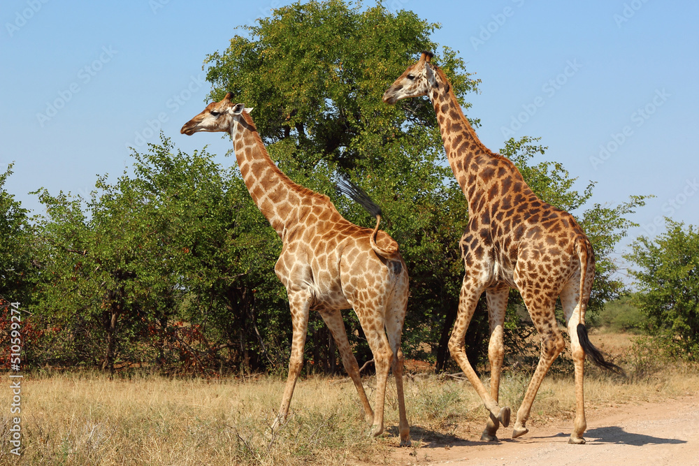 Giraffe / Giraffe / Giraffa camelopardalis