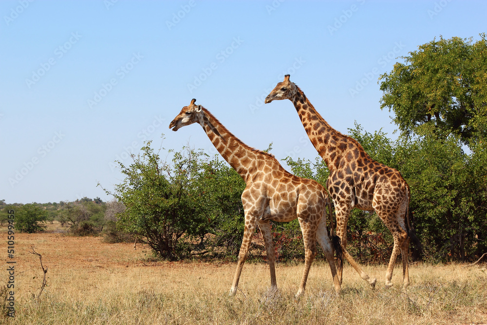 Giraffe / Giraffe / Giraffa camelopardalis