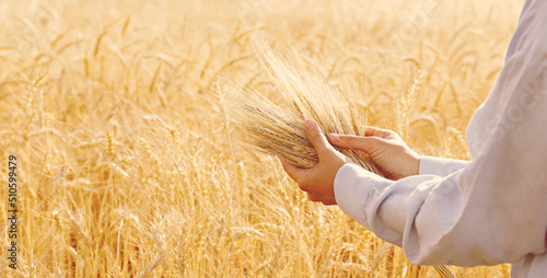Fotografie Female farmer in a process quality control on a wheat field, checking the spikelets