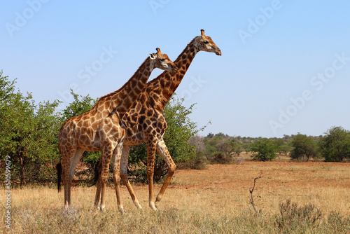 Canvas Print Giraffe / Giraffe / Giraffa camelopardalis