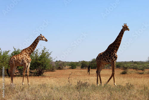 Canvas Print Giraffe / Giraffe / Giraffa camelopardalis