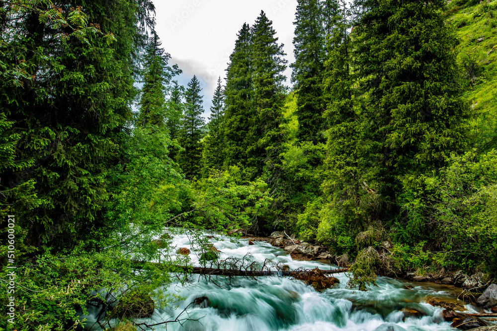 mountain river in the forest mountain river in the forest
