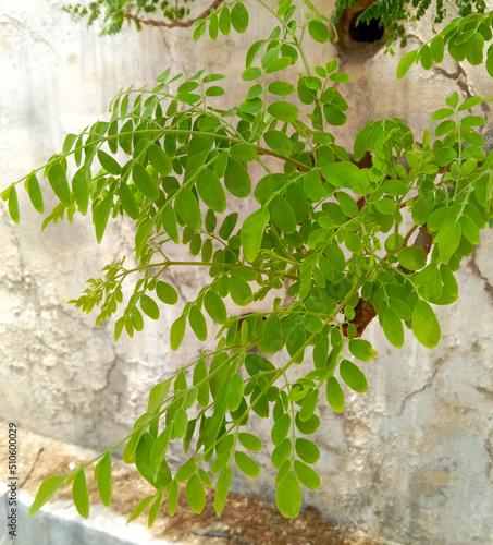 Moringa oleifera or sahijan  or drumstick branch and fresh green leaves photo