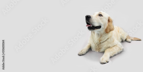 Labrador retriever lying down and looking away. Isolated on whitel background