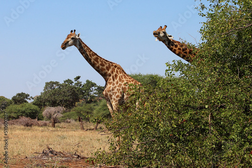 Photography Giraffe / Giraffe / Giraffa camelopardalis