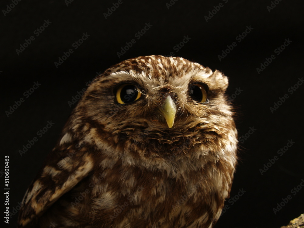 Obraz premium owl