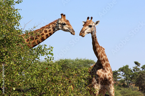 Canvas Print Giraffe / Giraffe / Giraffa camelopardalis