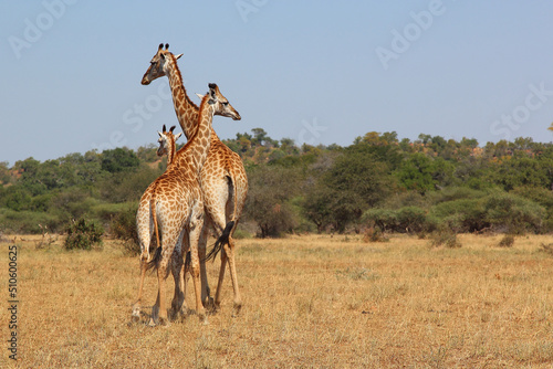 Photography Giraffe / Giraffe / Giraffa camelopardalis