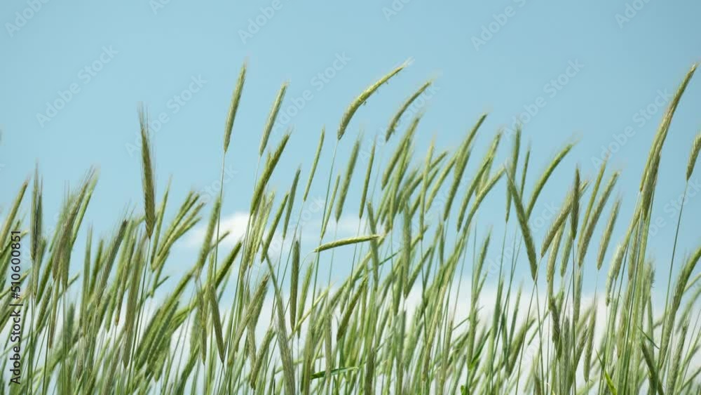 Closeup of barley ears against blue sky Closeup of barley ears against blue sky