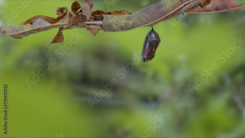 Monarch butterfly emerging from chrysalis timelapse - nature photo
