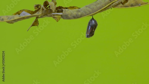 Timelapse of monarch butterfly emerging from chrysalis on leaf - green screen photo
