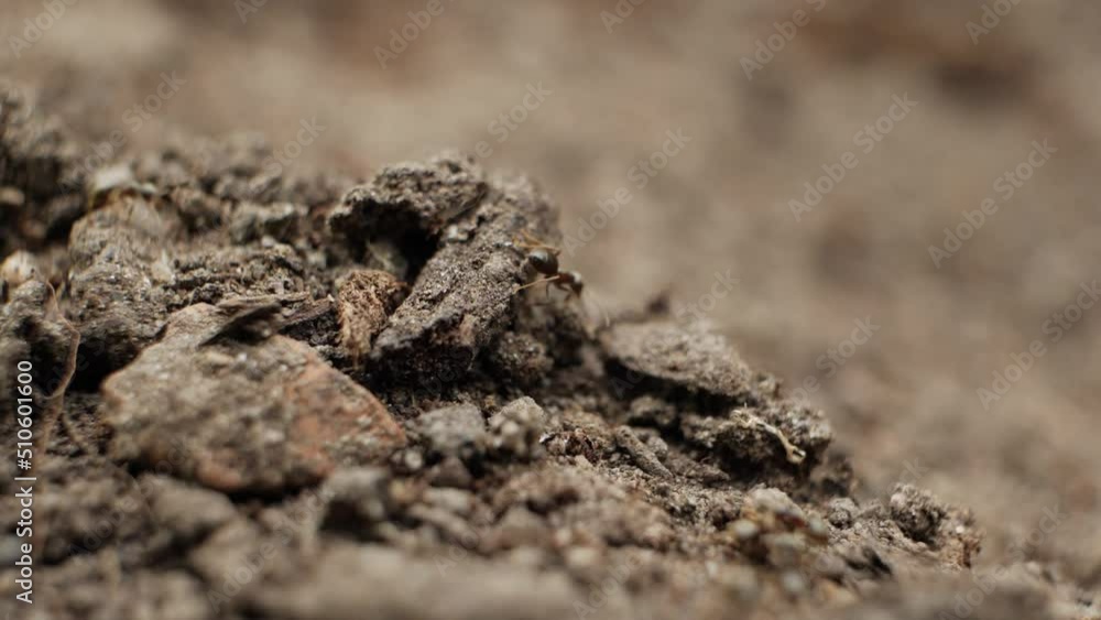 Ants living in the garden. Slow motion macro shot. Shallow depth of field. Ants living in the garden. Slow motion macro shot. Shallow depth of field.