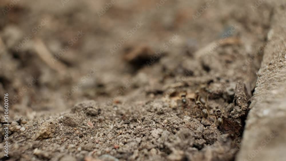 Small black ants running on dry soil near the entrance to the nest of ants colony, macro shot, shallow focus. Small black ants running on dry soil near the entrance to the nest of ants colony, macro shot, shallow focus.