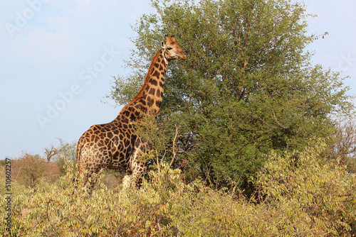 Photography Giraffe / Giraffe / Giraffa camelopardalis