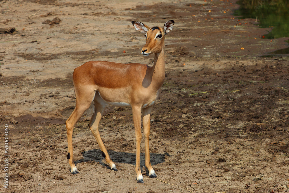 Schwarzfersenantilope / Impala / Aepyceros melampus Schwarzfersenantilope / Impala / Aepyceros melampus