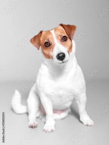 Front studio portrait of small adorable dog Jack Russell Terrier siting on grey background turning head to side and looking into camera