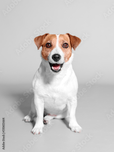 Front studio portrait of small adorable happy dog Jack Russell Terrier siting on grey background and looking into camera