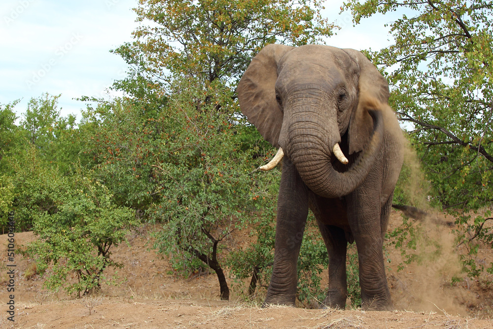 Obraz premium Afrikanischer Elefant / African elephant / Loxodonta africana