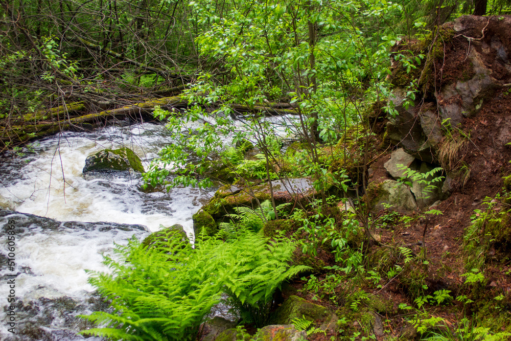 waterfall in the forest