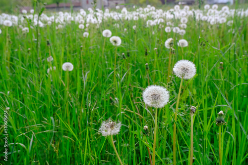 dandelions in green grass close-up across green natural background. Copy space. Springtime season. Field of dandelions  