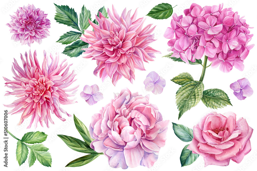 Set of flowers. Peony, rose, dahlias, hydrangea and leaves, watercolor botanical illustration