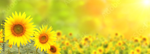 Obraz na płótnie Sunflower on blurred sunny nature background